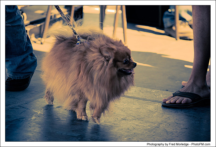 Pet-A-Palooza 2007 - Dog Contests - 001