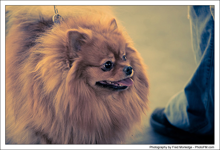 Pet-A-Palooza 2007 - Dog Contests - 002