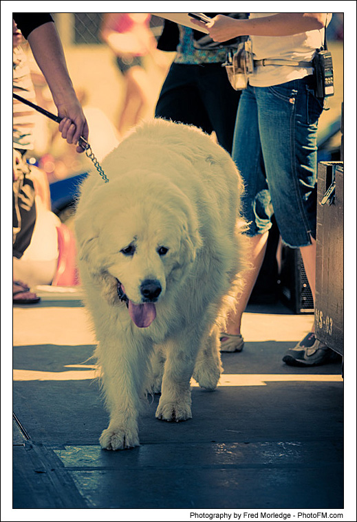 Pet-A-Palooza 2007 - Dog Contests - 006