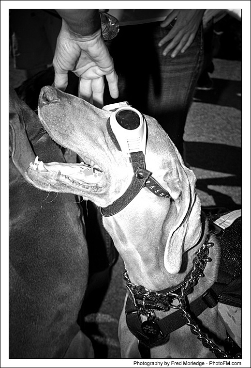 Pet-A-Palooza 2007 - Pooch Faces - 026