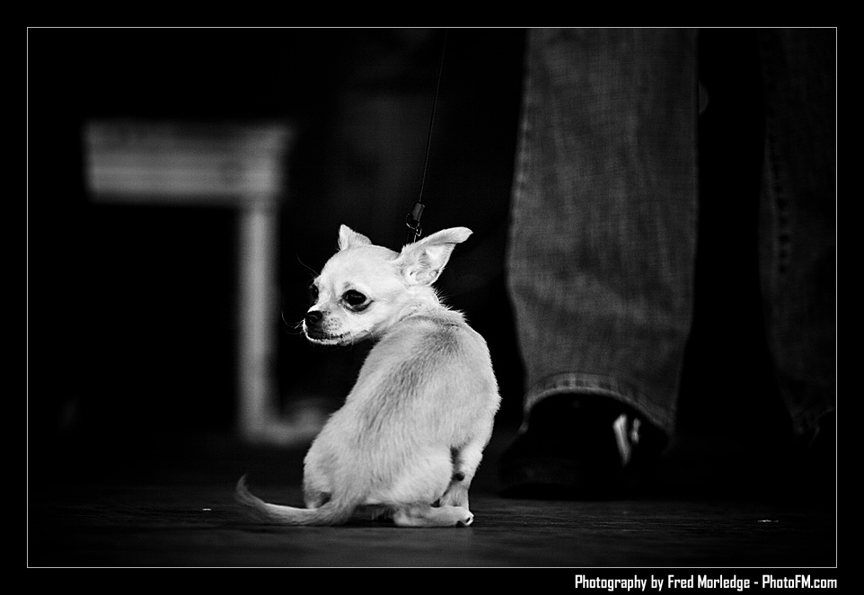 Petapalooza2008Pets_013