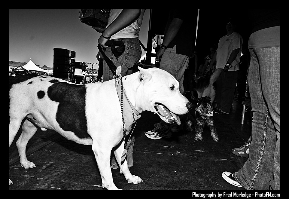 Petapalooza2008Pets_037